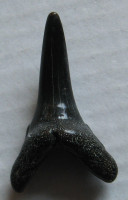 Carcharias taurus